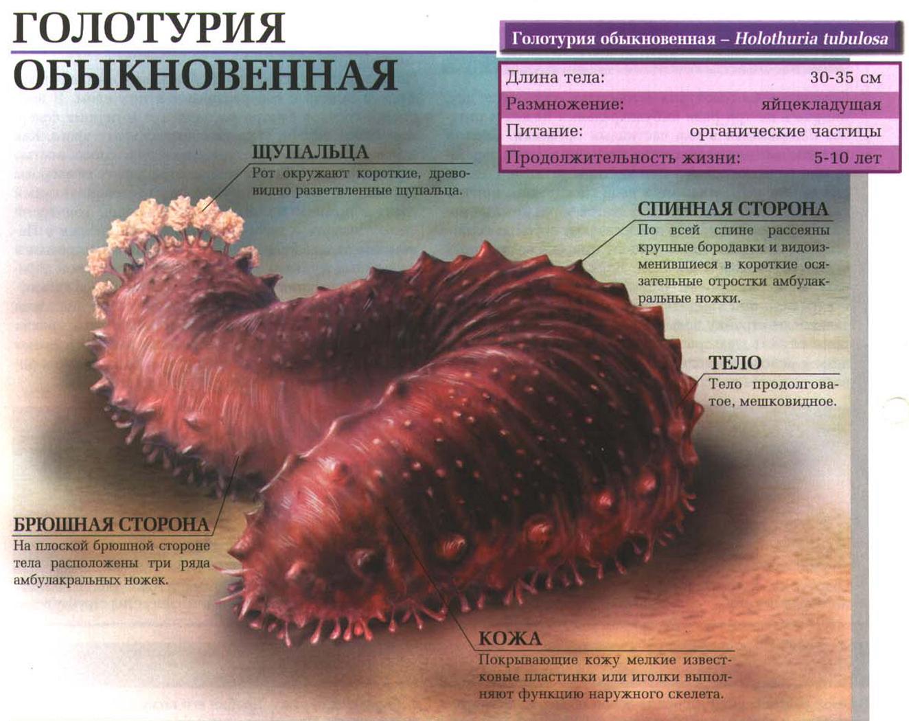 Описание обыкновенной голотурии.