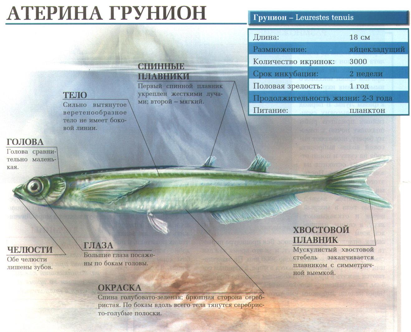 Описание атерины грунион.