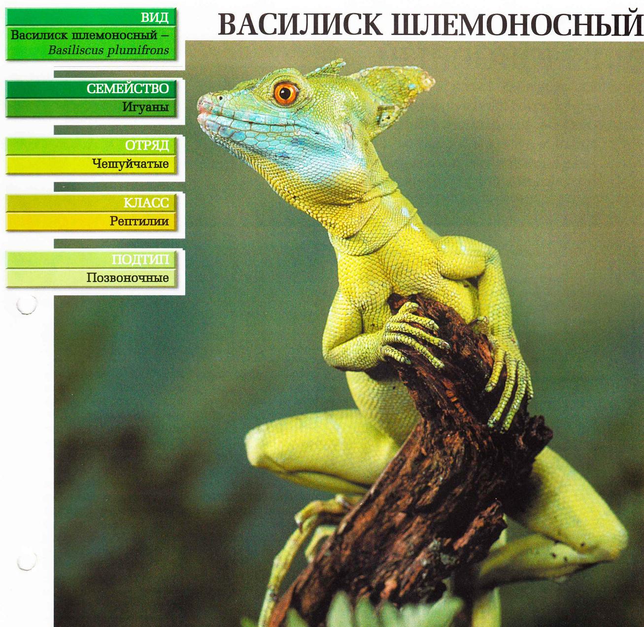 Систематика (научная классификация) василиска шлемоносного. Basiliscus plumifrons.