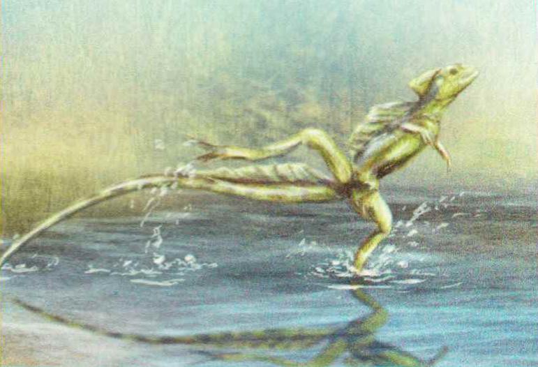 Спасаясь от хищника, василиск бежит по поверхности воды на задних лапах.