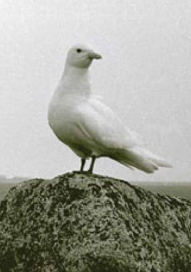 Белая чайка на камне.