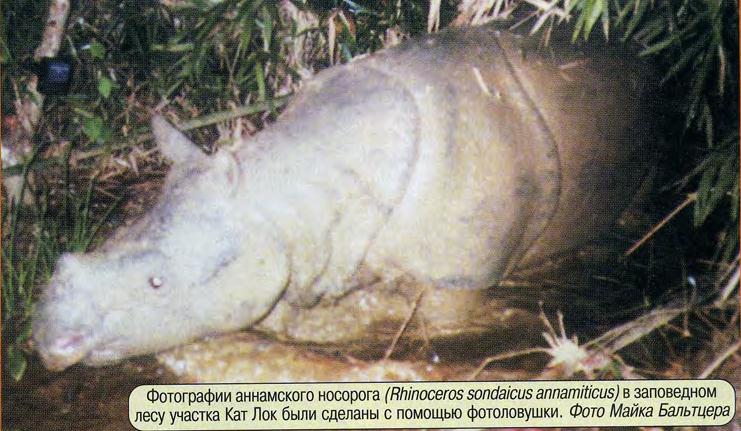 Фотографии аннамского носорога (Rhinoceros sondaicus annamiticus) в заповедном лесу участка Кат Лок были сделаны с помощью фотоловушки. Фото Майка Бальтцера.
