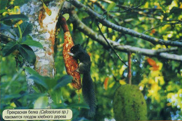 Прекрасная белка (Callosciurus sp.) лакомится плодом хлебного дерева.