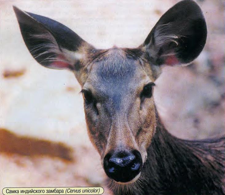 Самка индийского замбара (Cervus unicolor).