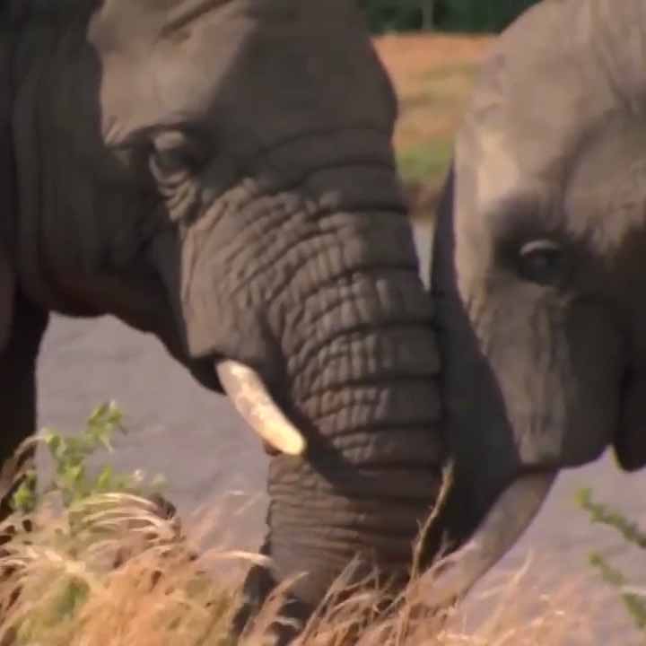 Слоны обнимаются хоботами.