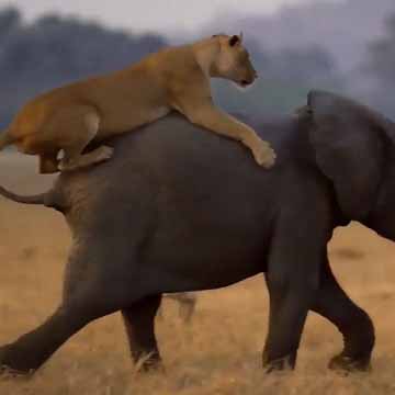 Лев нападает на слонёнка.