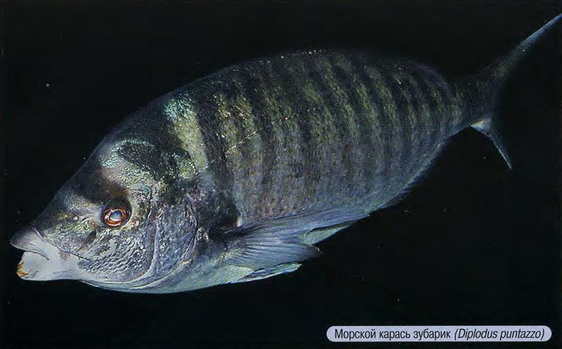 Морской карась зубарик (Diplodus puntazzo).