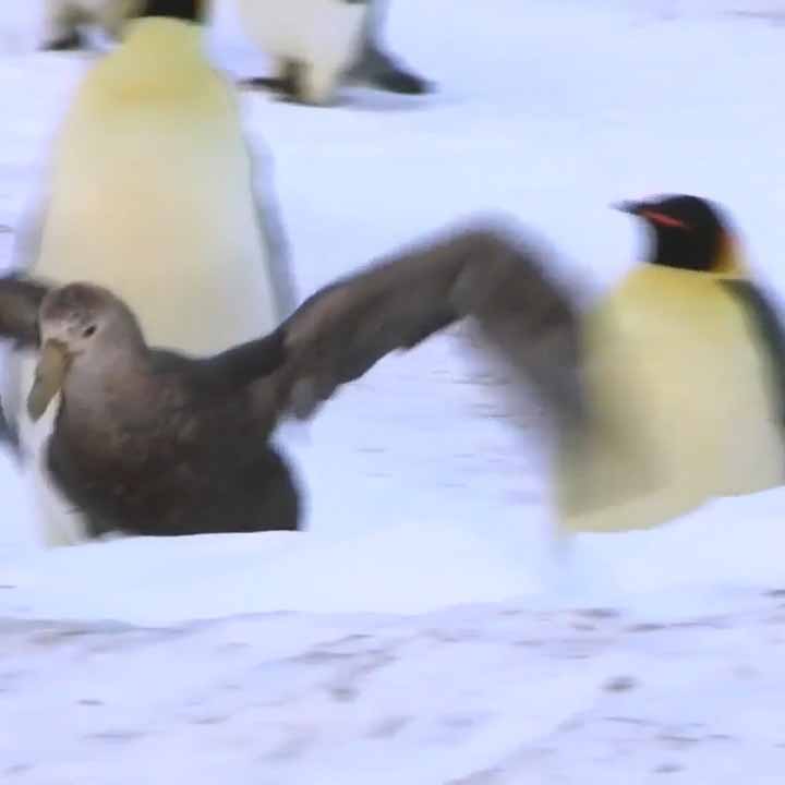 Буревестник хочет съесть маленького пингвина.