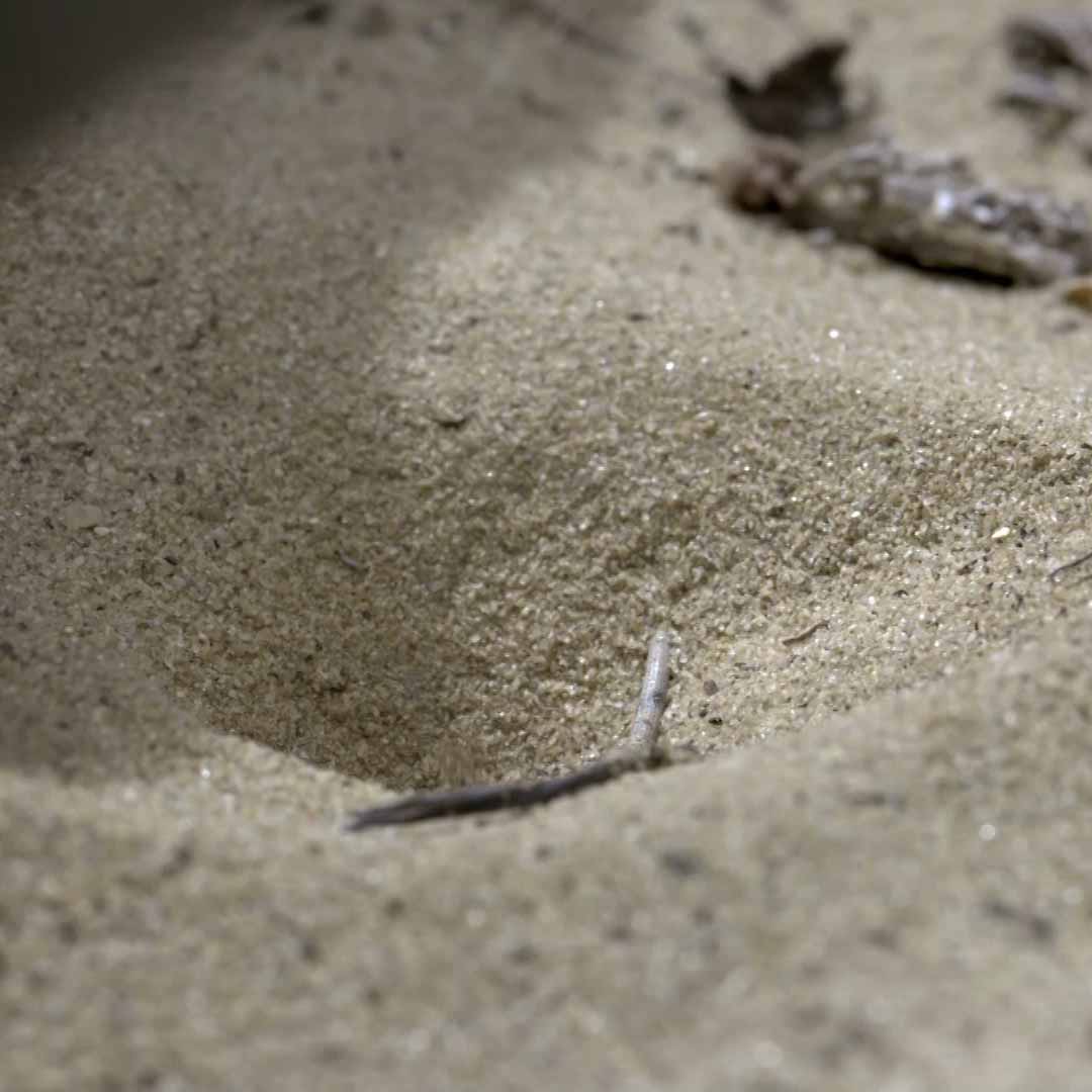 Песчаная ловушка муравьиного льва.