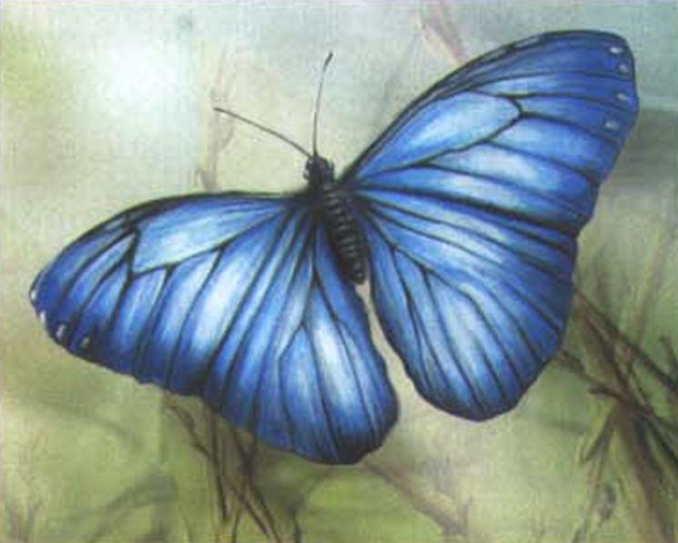 Морфида (Morpho).