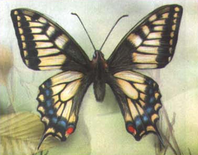 Махаон (Papilio machaon).
