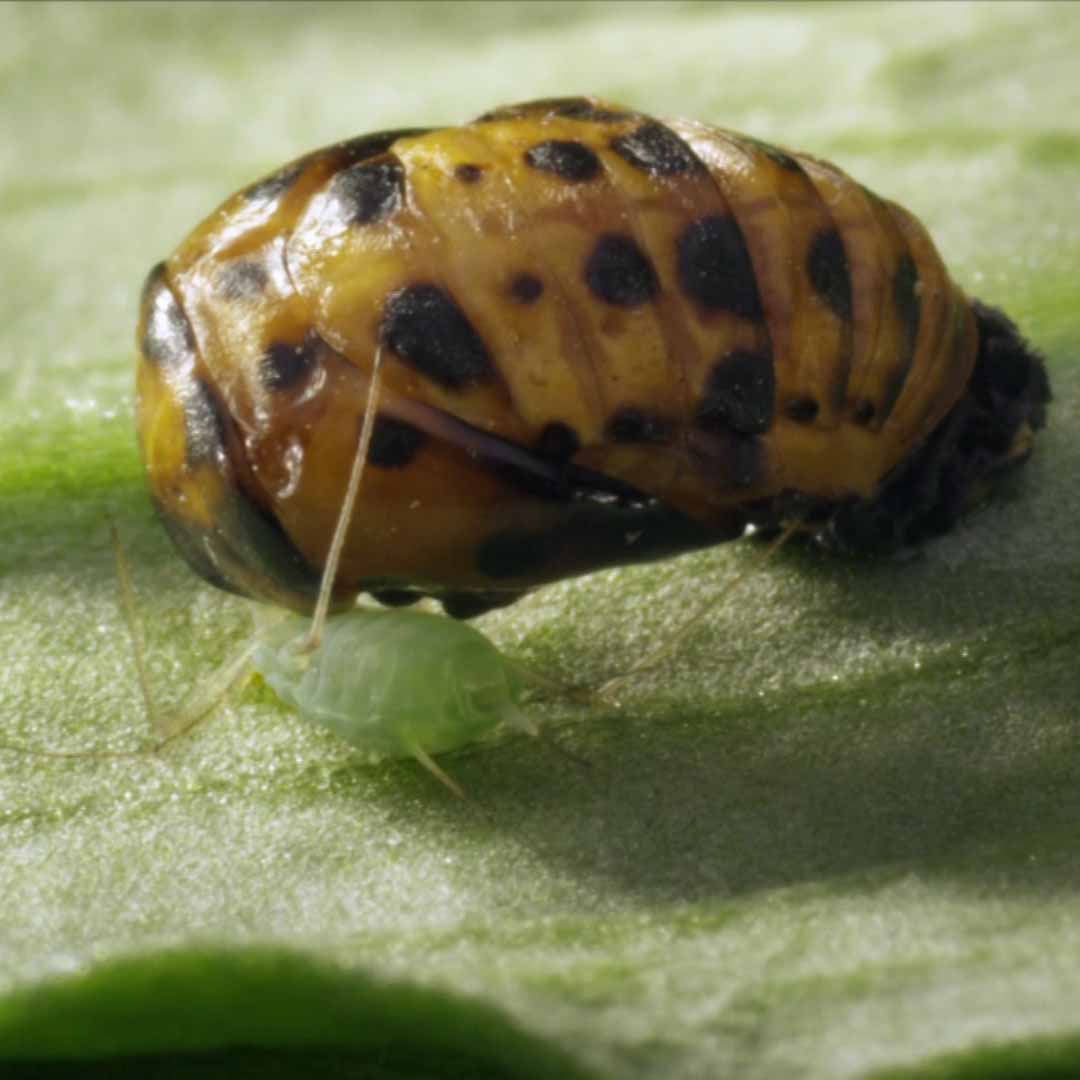 Личинка божьей коровки.