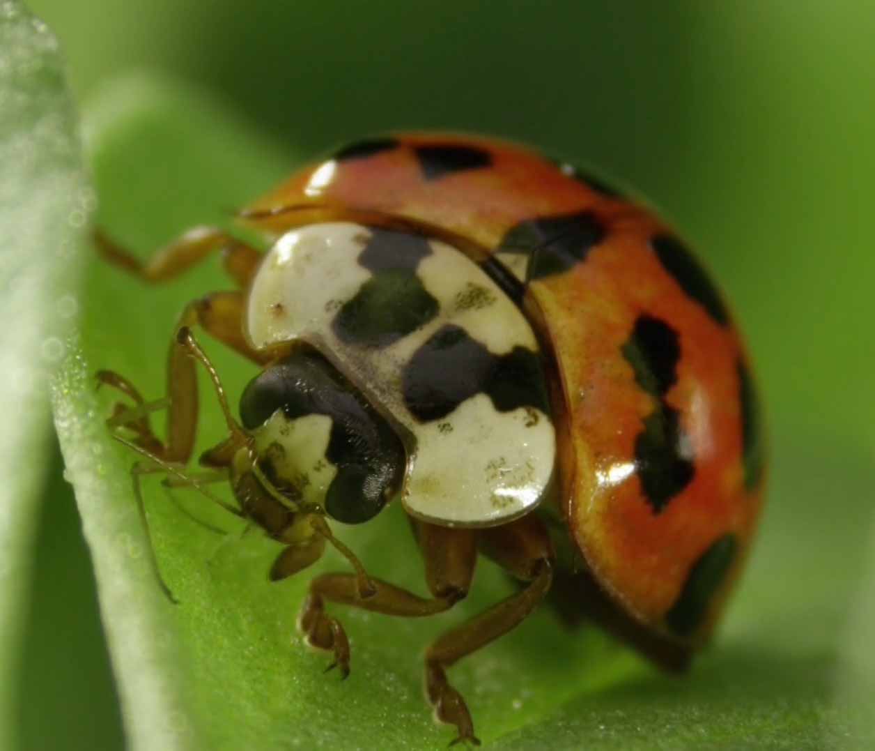 Божья коровка-арлекин (Harmonia axyridis).