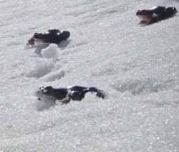 Альпийские лягушки в снегу после спячки.