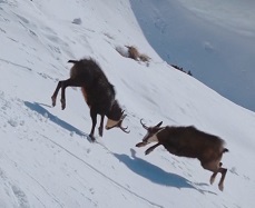 Самцы серны сражаются друг с другом за сердца самок.