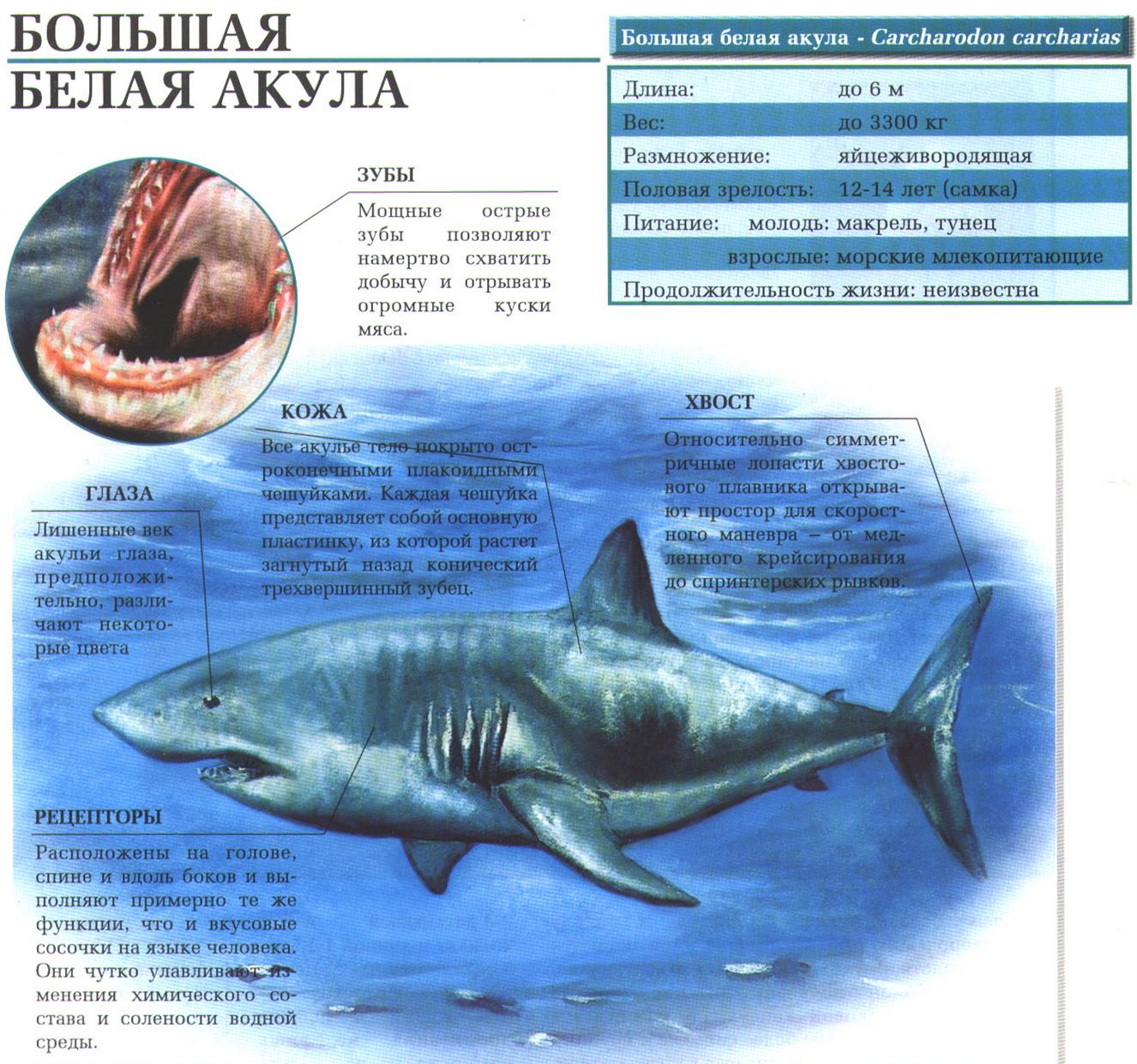 Описание большой белой акулы.