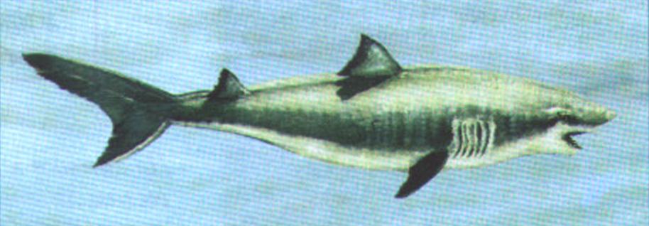 Песчаная акула (Carcharias taurus).