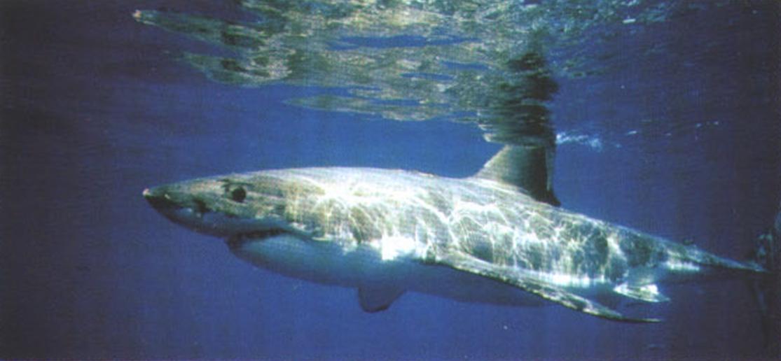 Акула неспешно крейсирует у самой поверхности, высматривая поживу.