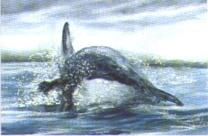 Атакуя тюленя, акула нередко выпрыгивает из воды.