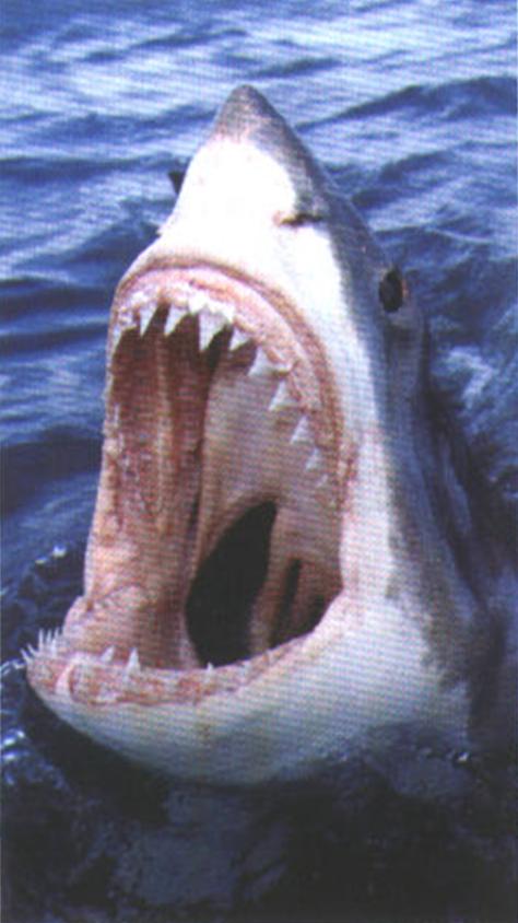 Необычайно широкая пасть и острые лезвия зубов позволяют акуле быстро разорвать на куски добытого тюленя.
