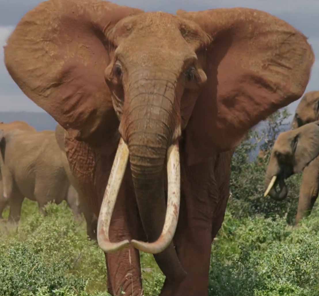 Африканский слон с длинными бивнями.