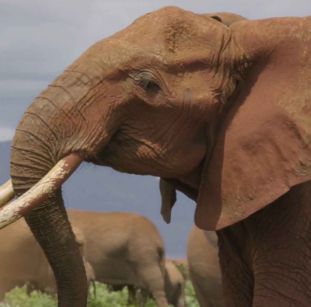 Огромный африканский слон.