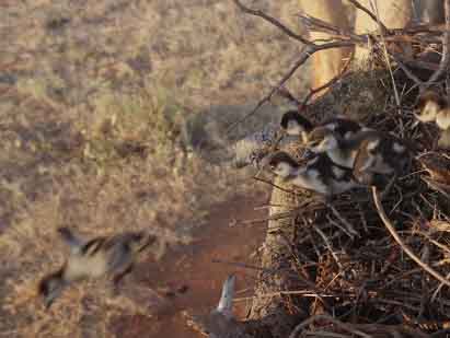 Птенцы египетского гуся первый раз вылетают из гнезда.