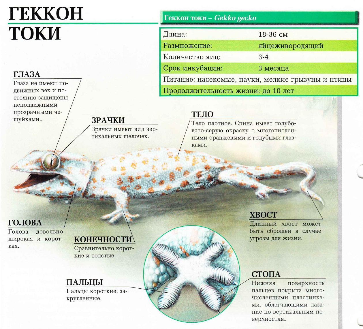 Описание геккона токи.