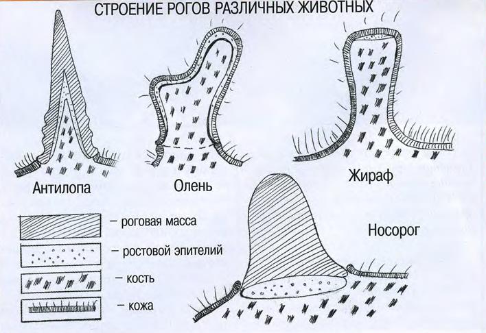 Строение рогов различных животных.
