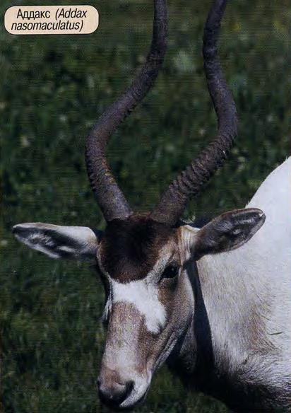 Аддакс (Addax nasomaculatus).