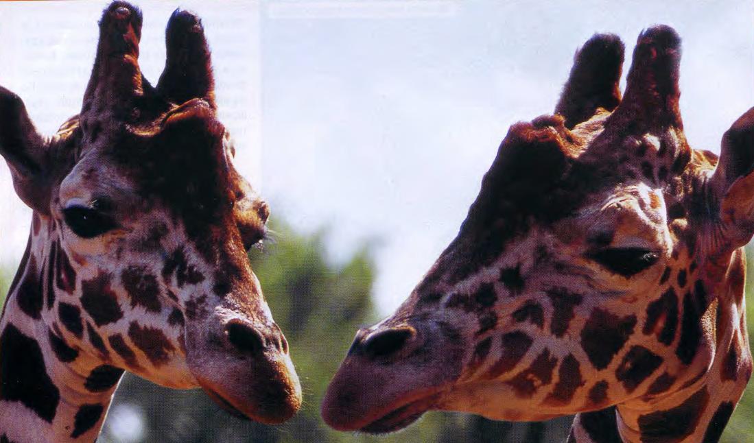 Рога жирафов.