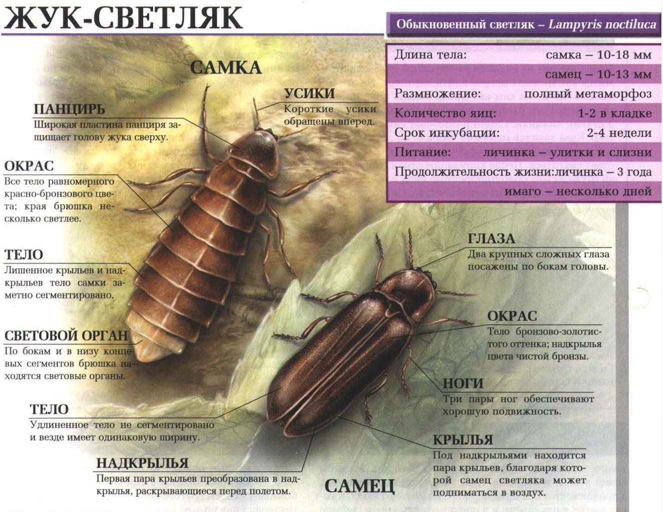 Описание светляка.