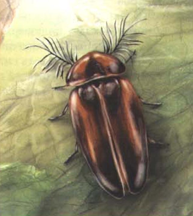 Светляк Lamprocera selas.
