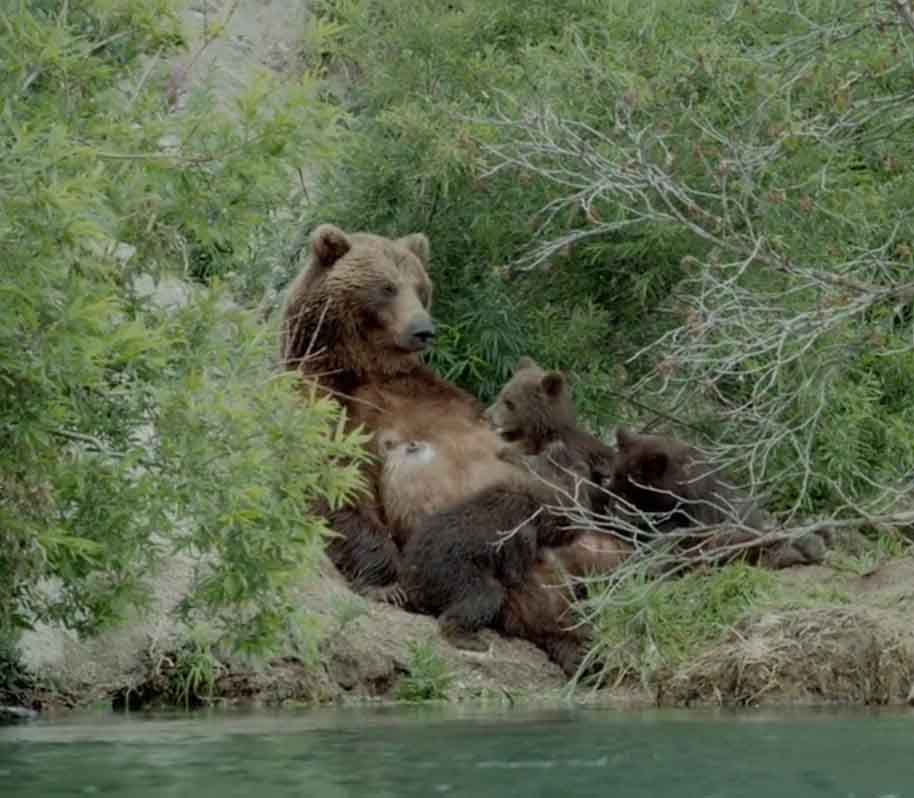 Медведица и медвежата.