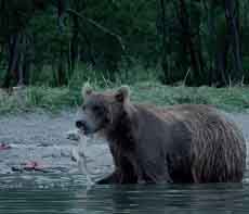 Медведь доедает последних лососей.
