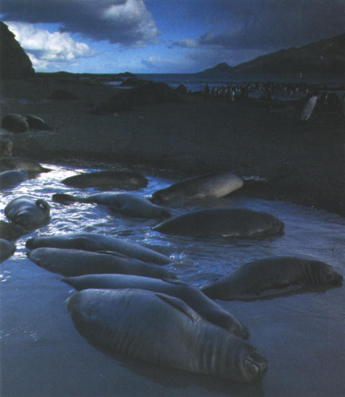 На суше морские слоны - неповоротливые увальни, зато в воде они быстры и проворны.