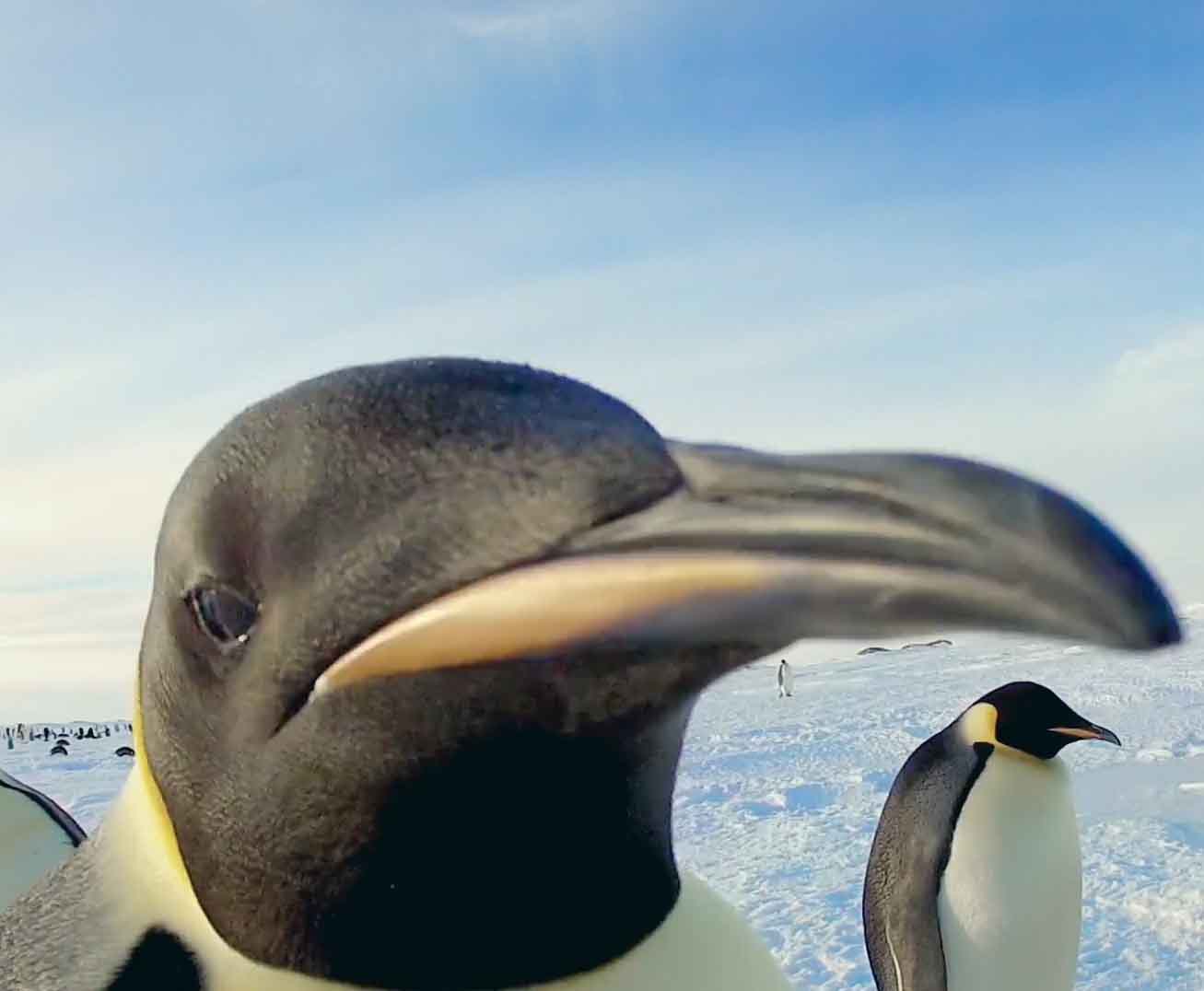 Пингвин заглядывает в камеру.