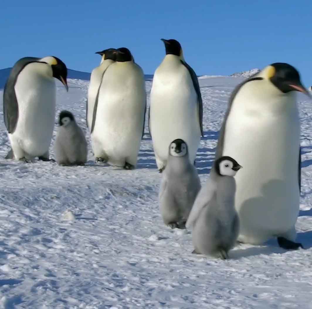 Пингвины с мамой.