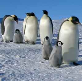 Пингвинята учатся ходить.