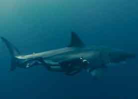 Дружелюбный водолаз пристаёт к белой акуле.