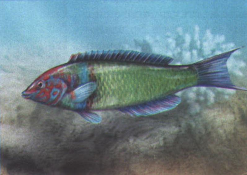 Павлинья талассома (Thalassoma pava).
