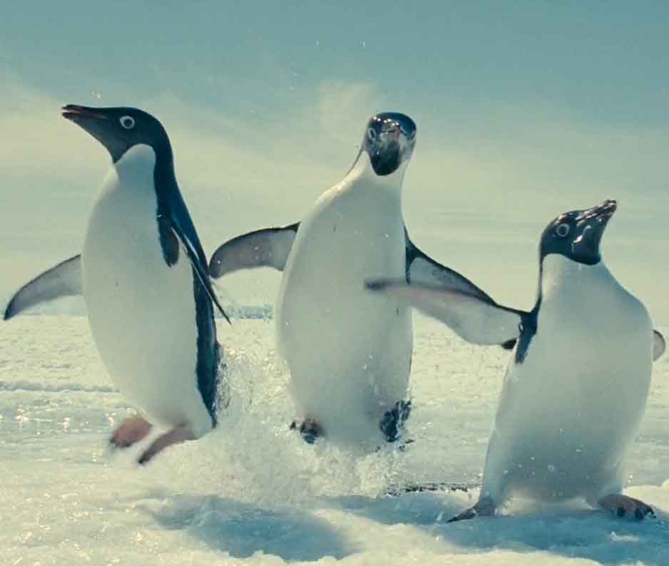 Радостные пингвины выпрыгивают из воды.