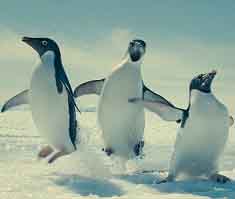Стая пингвинов отрывается во льдах.