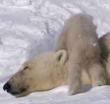 Белый медвежонок ползает по маме.