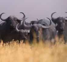 Стадо буйволов приближается.