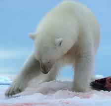 Белый медведь кушает тюленя.
