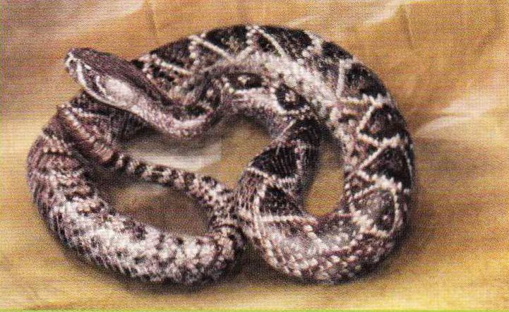 Ромбический гремучник (Crotalus adamanteus).