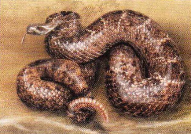 Техасский гремучник (Crotalus atrox).