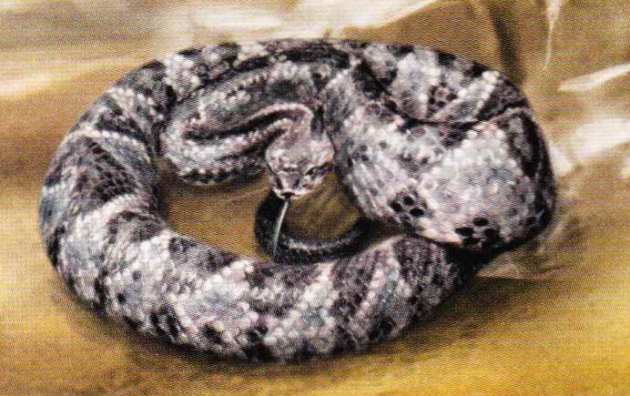 Страшный гремучник (каскавелла) (Crotalus durissus).
