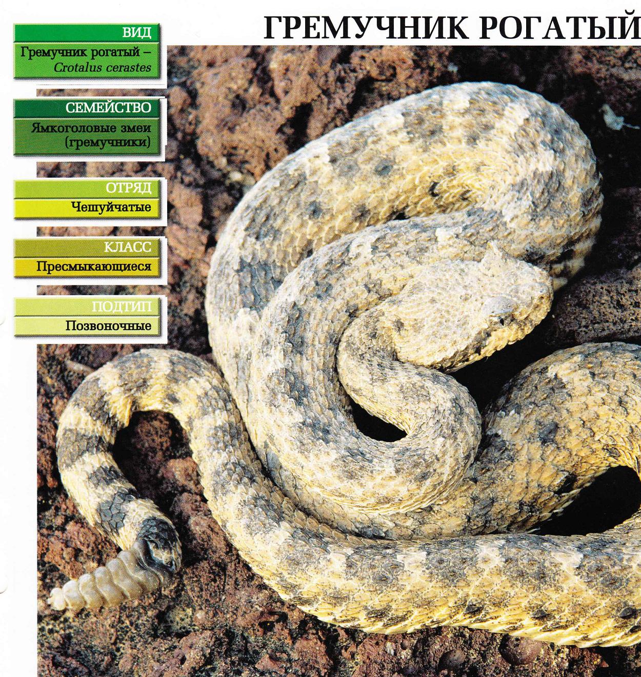 Систематика (научная классификация) гремучника рогатого. Crotalus cerastes.